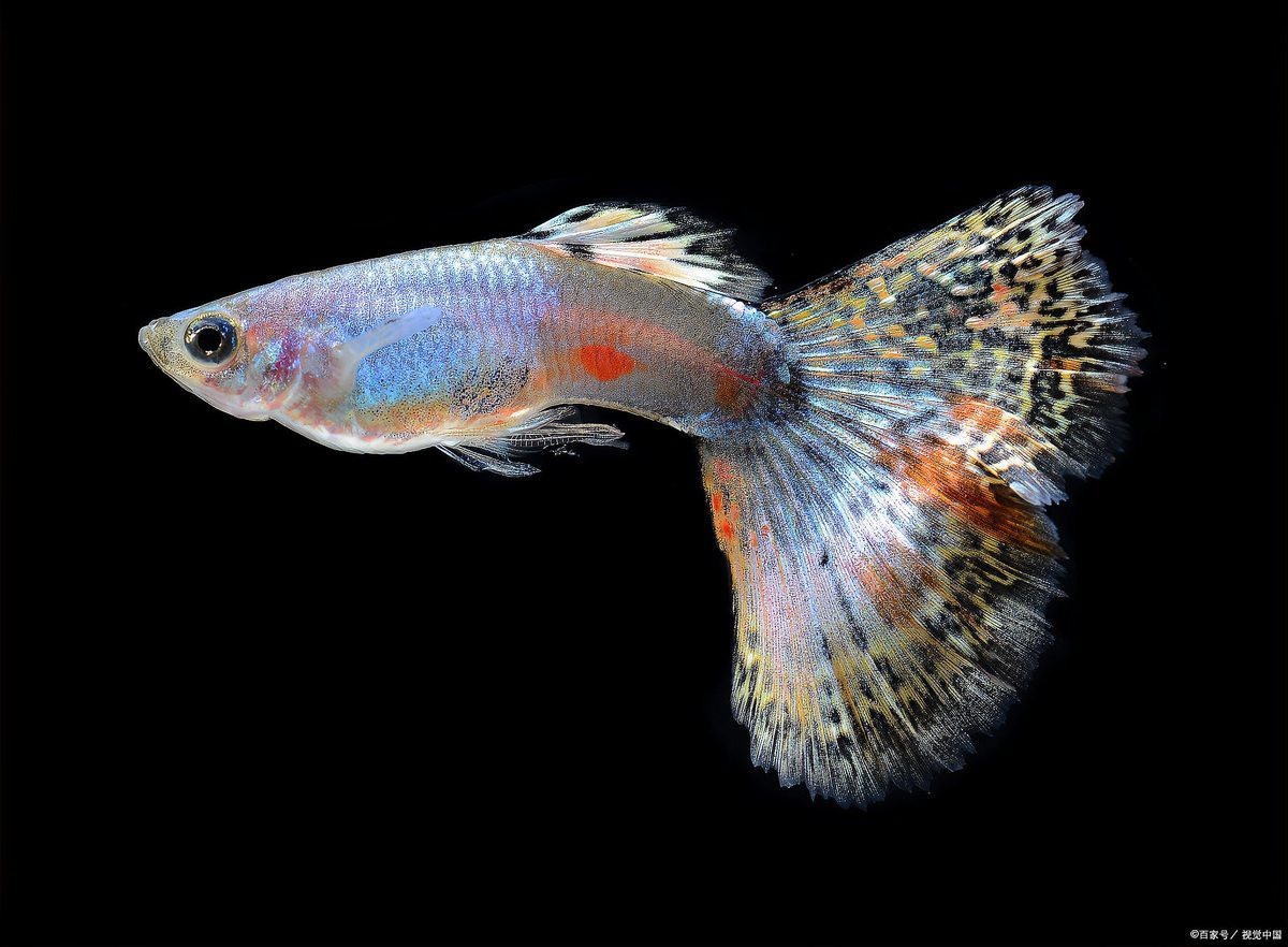 十大最好養的熱帶魚排名 十大最好養的熱帶魚排名 龍魚論壇 第6張