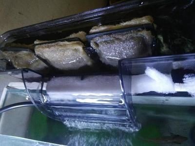 魚(yú)缸過(guò)濾器維護(hù)周期：魚(yú)缸過(guò)濾器的維護(hù)周期