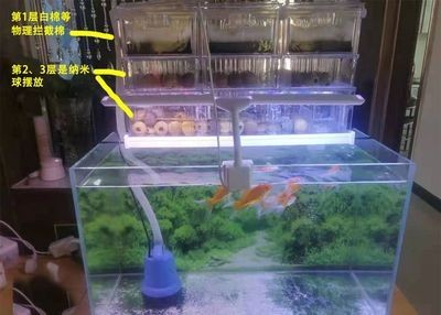 魚(yú)缸過(guò)濾器維護(hù)周期：魚(yú)缸過(guò)濾器的維護(hù)周期