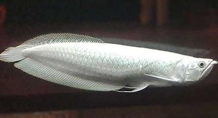 龍魚芯片號是否可更改（龍魚芯片號可以更改信息，但沒有直接證據表明龍魚芯片號可以更改）