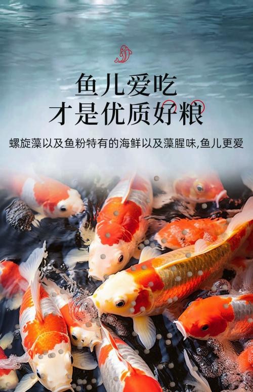 有哪些食物有助于過背金龍發(fā)色？