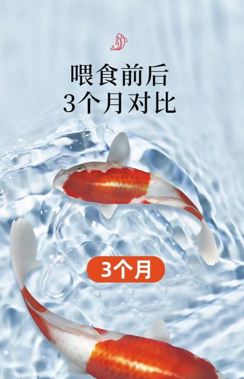 有哪些食物有助于過背金龍發(fā)色？