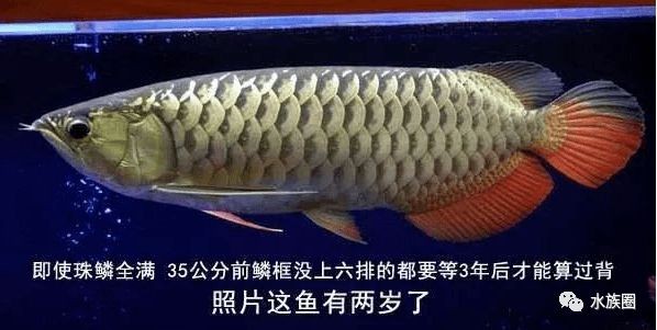 金龍魚的珠鱗變亮是一個復雜的過程，飼養者需要了解這些因素：關于金龍魚珠鱗變亮的一些詳細信息