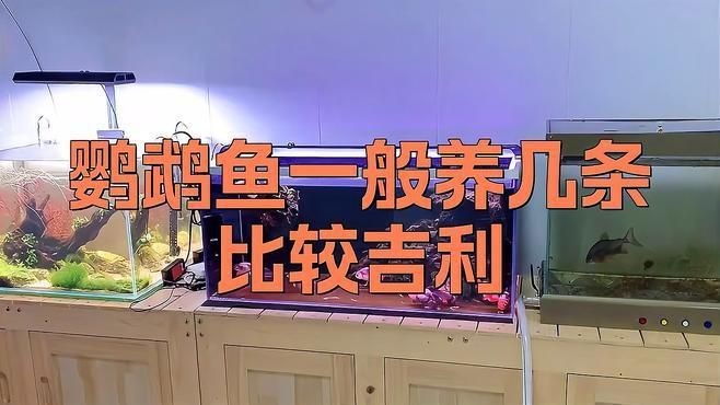 紅鸚鵡魚養(yǎng)幾條最旺財(cái)