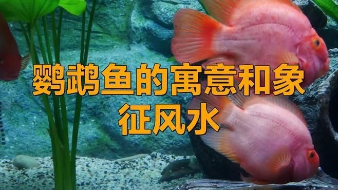 紅鸚鵡魚養(yǎng)幾條最旺財(cái)