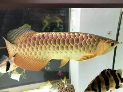 龍魚神經質抖頭是什么病（龍魚出現神經質抖頭是怎么回事）