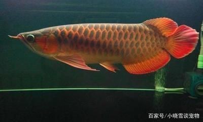 惠州市惠城區(qū)水門觀賞魚經(jīng)銷部（惠州市惠城區(qū)水門觀賞魚經(jīng)銷部地址）