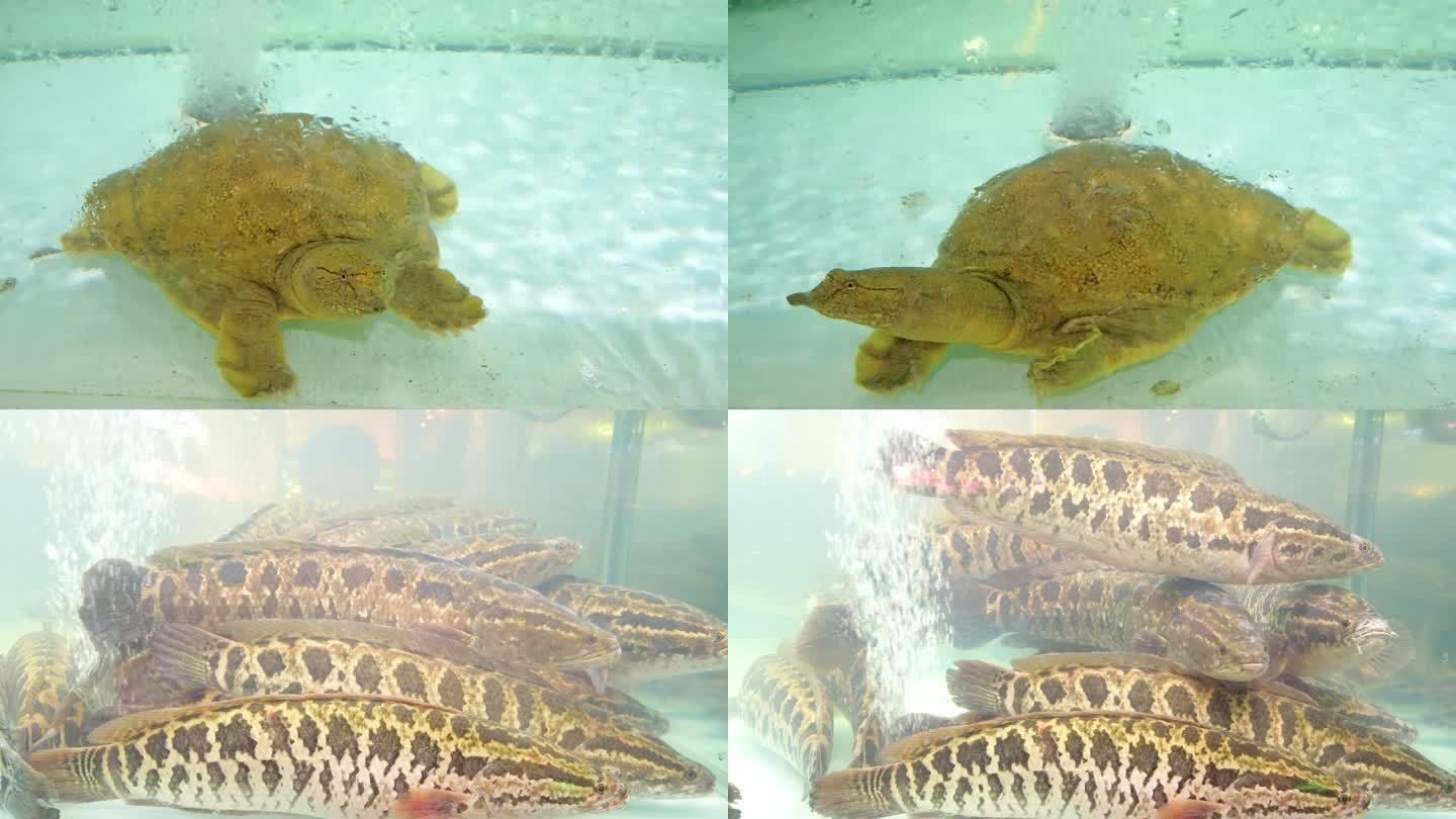 黑魚從魚缸里跳出來的預兆在搜索結果中未明確提及：養魚學問大揭秘