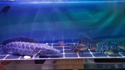黑魚從魚缸里跳出來的預兆在搜索結果中未明確提及：養魚學問大揭秘