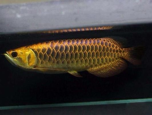 錦江區花錦藏水族館（錦江區花錦藏水族館地址） 錦江區花錦藏水族館（錦江區花錦藏水族館地址） 全國水族館企業名錄
