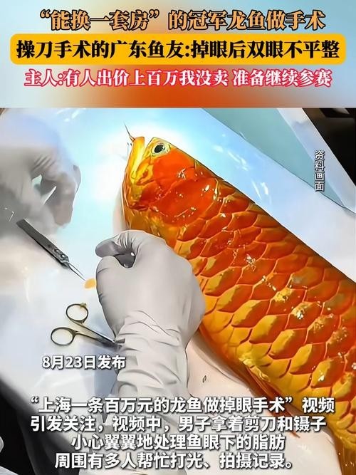 給我推薦一些20萬級別的冠軍龍魚品種