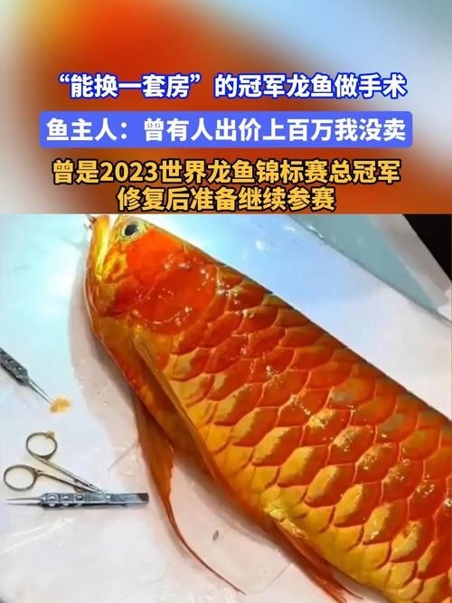 給我推薦一些20萬級別的冠軍龍魚品種
