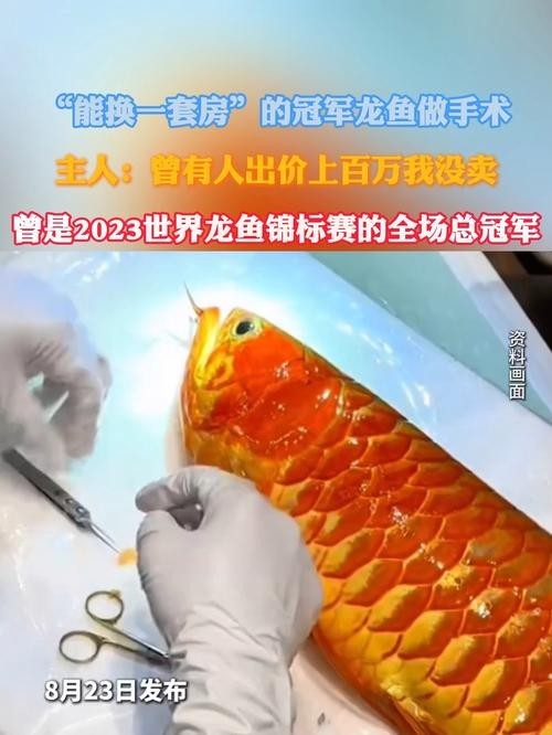 給我推薦一些20萬級別的冠軍龍魚品種