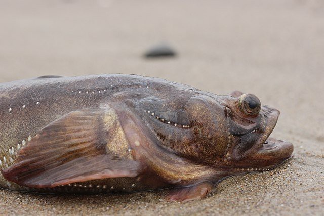 龍魚繁殖期鳴叫的具體表現