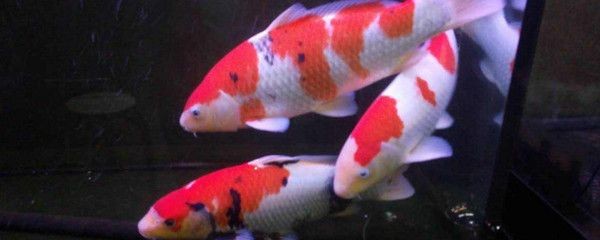 新買的魚缸需要消毒嗎：剛買的魚缸需要消毒嗎？