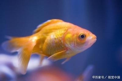 新買的魚缸需要消毒嗎：剛買的魚缸需要消毒嗎？
