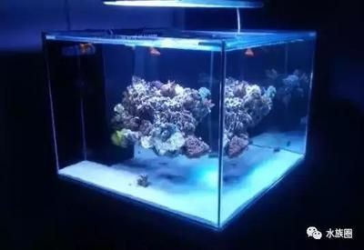 珊瑚礁生態系統的奧秘珊瑚礁生態系統的奧秘珊瑚礁生態系統的奧秘：關于海水觀賞魚缸制作圖的問題