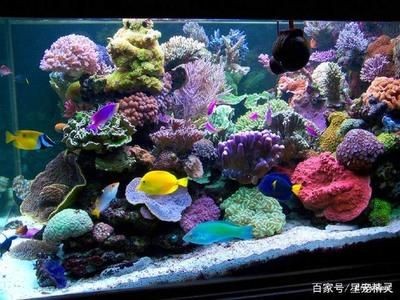 珊瑚礁生態系統的奧秘珊瑚礁生態系統的奧秘珊瑚礁生態系統的奧秘：關于海水觀賞魚缸制作圖的問題