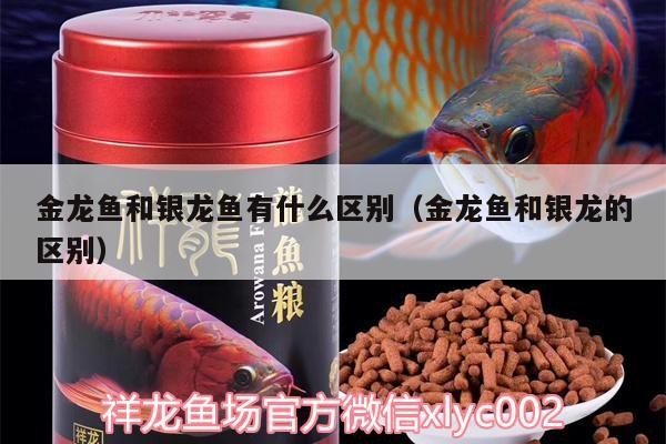 金龍魚和銀龍魚有什么區(qū)別（金龍魚和銀龍的區(qū)別）
