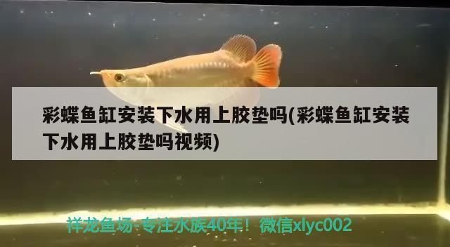 佳寶r210d魚缸：佳寶r210d魚缸功能齊全且實用的魚缸布置建議