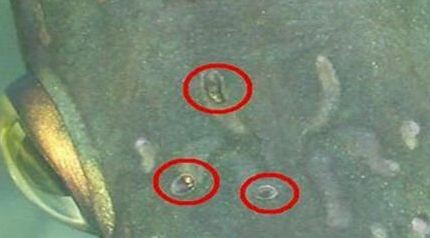 龍魚體內寄生蟲癥狀圖片：龍魚體內寄生蟲的常見癥狀