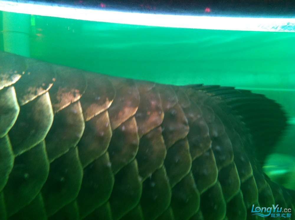 龍魚體內寄生蟲癥狀圖片：龍魚體內寄生蟲的常見癥狀