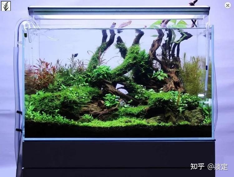有哪些適合60草缸的水草