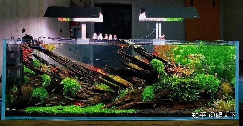 有哪些適合60草缸的水草
