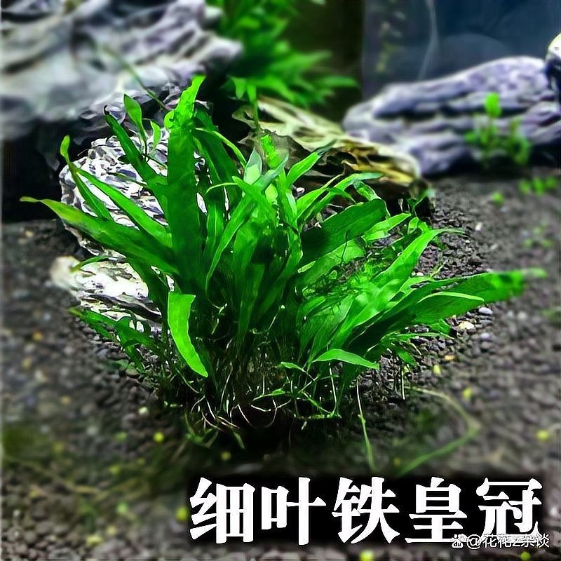 有哪些適合60草缸的水草