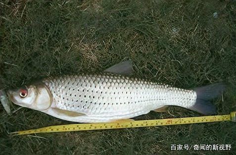 紅眼魚野生多少一斤