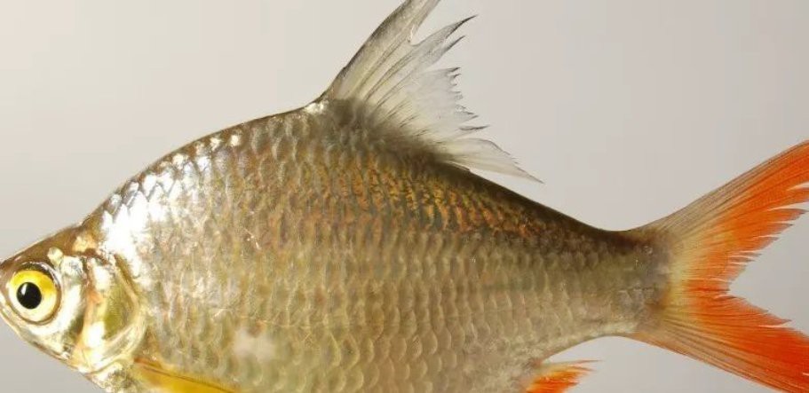 雙線魚能長多大