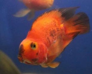 鸚鵡魚缸開燈最佳時間，鸚鵡魚夜間照明影響如何模擬鸚鵡魚自然光