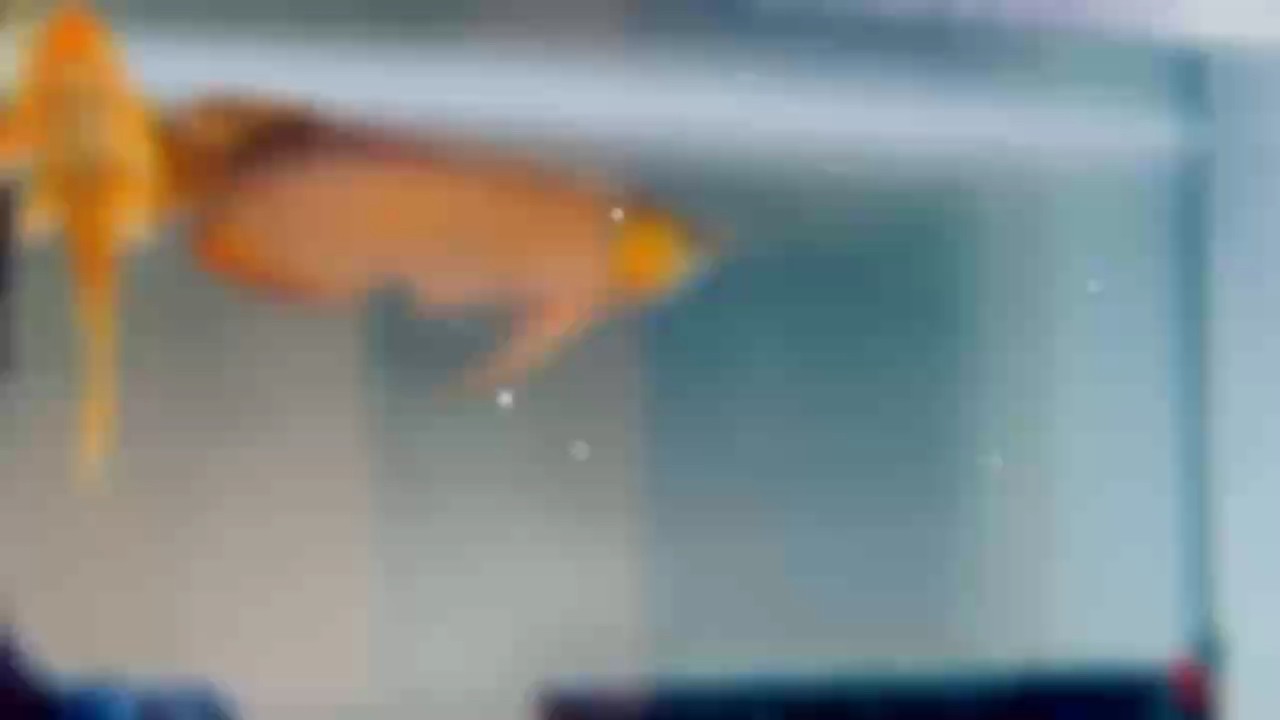 養(yǎng)魚是一場(chǎng)關(guān)于耐心與責(zé)任的修行