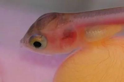 龍魚胡子斷了多久能長出來啊：龍魚胡子斷了后能否長出來以及恢復(fù)的時(shí)間