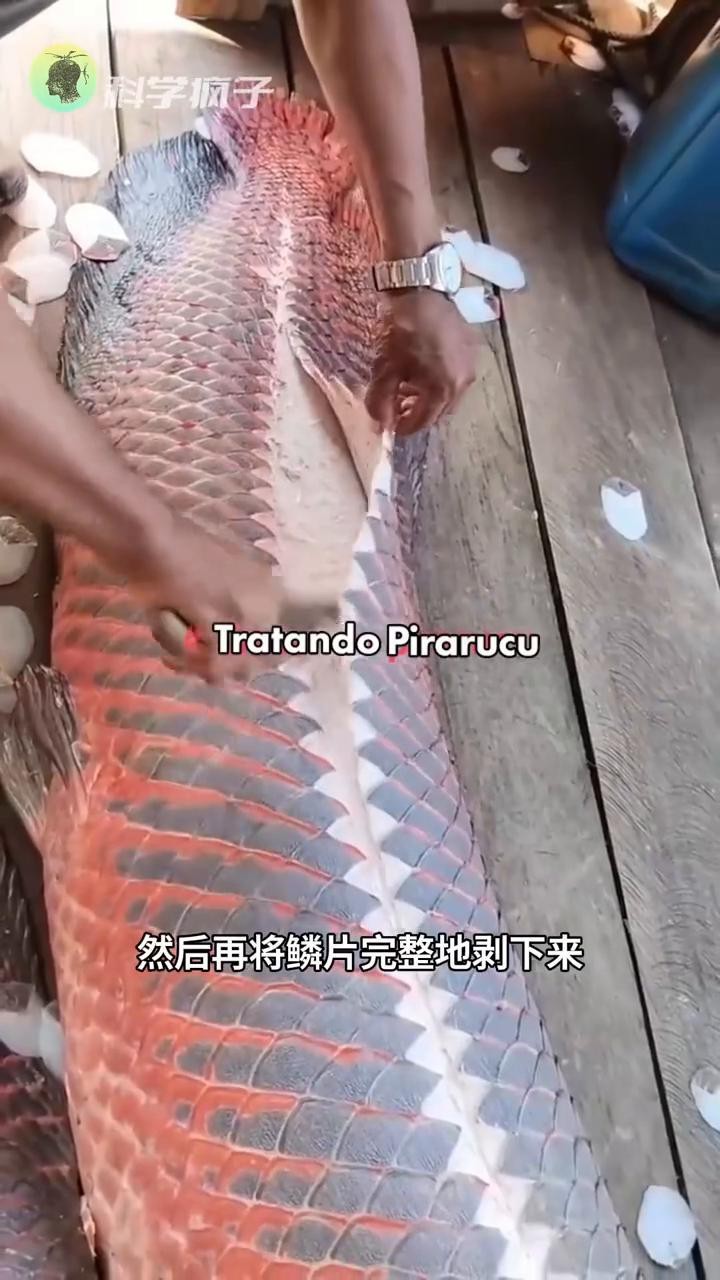 鱷雀鱔的鱗片有多硬