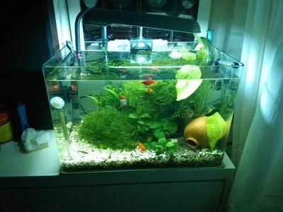 改裝魚缸頂部養(yǎng)綠植違法嗎？：改裝魚缸頂部養(yǎng)綠植是否違法