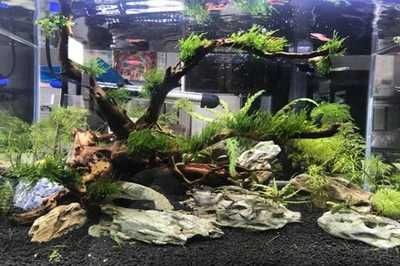 改裝魚缸頂部養(yǎng)綠植違法嗎？：改裝魚缸頂部養(yǎng)綠植是否違法