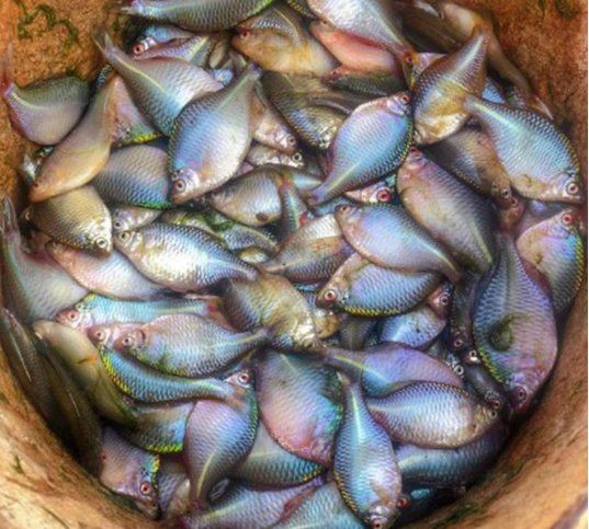 觀賞魚銀色扁扁的魚