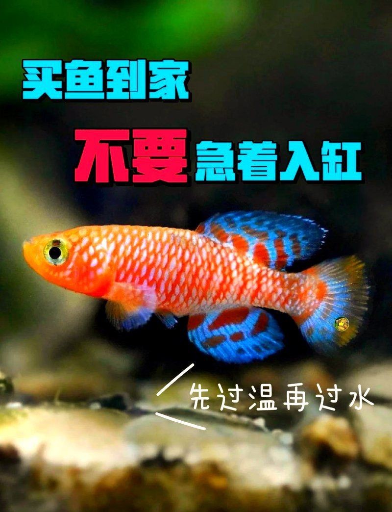 魟魚過水的正確方法