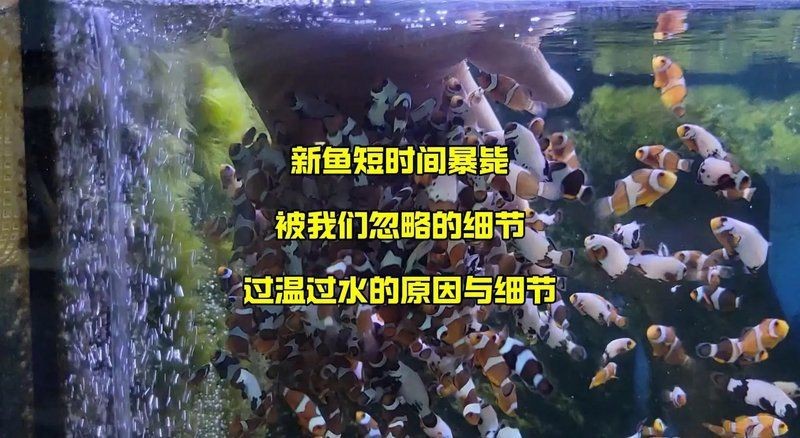 魟魚過水的正確方法