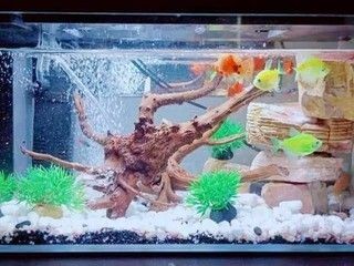 小佩魚缸過濾改造圖片：小佩魚缸過濾器改造步驟詳解自制魚缸過濾器教程