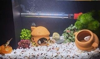 小佩魚缸過濾改造圖片：小佩魚缸過濾器改造步驟詳解自制魚缸過濾器教程