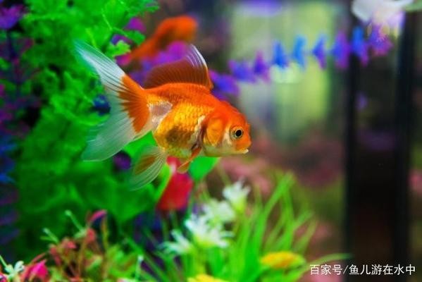 合作市魚多多水族店（魚多多自助火鍋怎么樣）