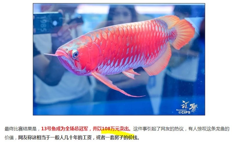 長城杯龍魚比賽是在哪里舉行的