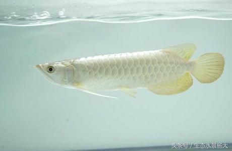 臨淄藍(lán)天水族館（臨淄藍(lán)天水族館電話）
