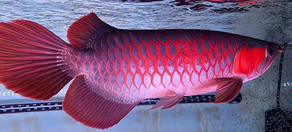 給我推薦一些更便宜的紅龍配魚