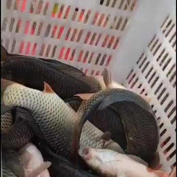 給我推薦一些更便宜的紅龍配魚