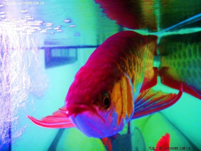 三斤左右龍魚價格（三斤左右的龍魚價格是幾種常見品種的龍魚價格范圍）