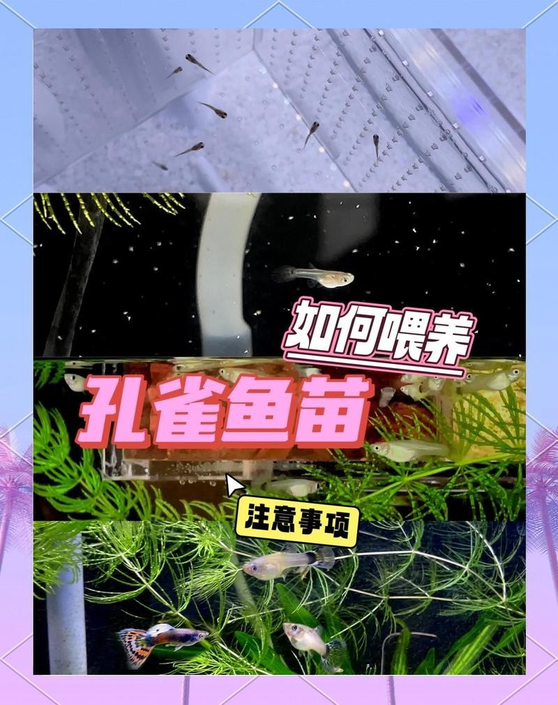 孔雀魚多久喂一次