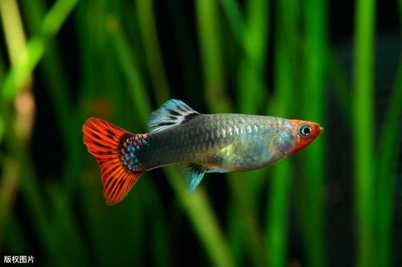 孔雀魚多久喂一次